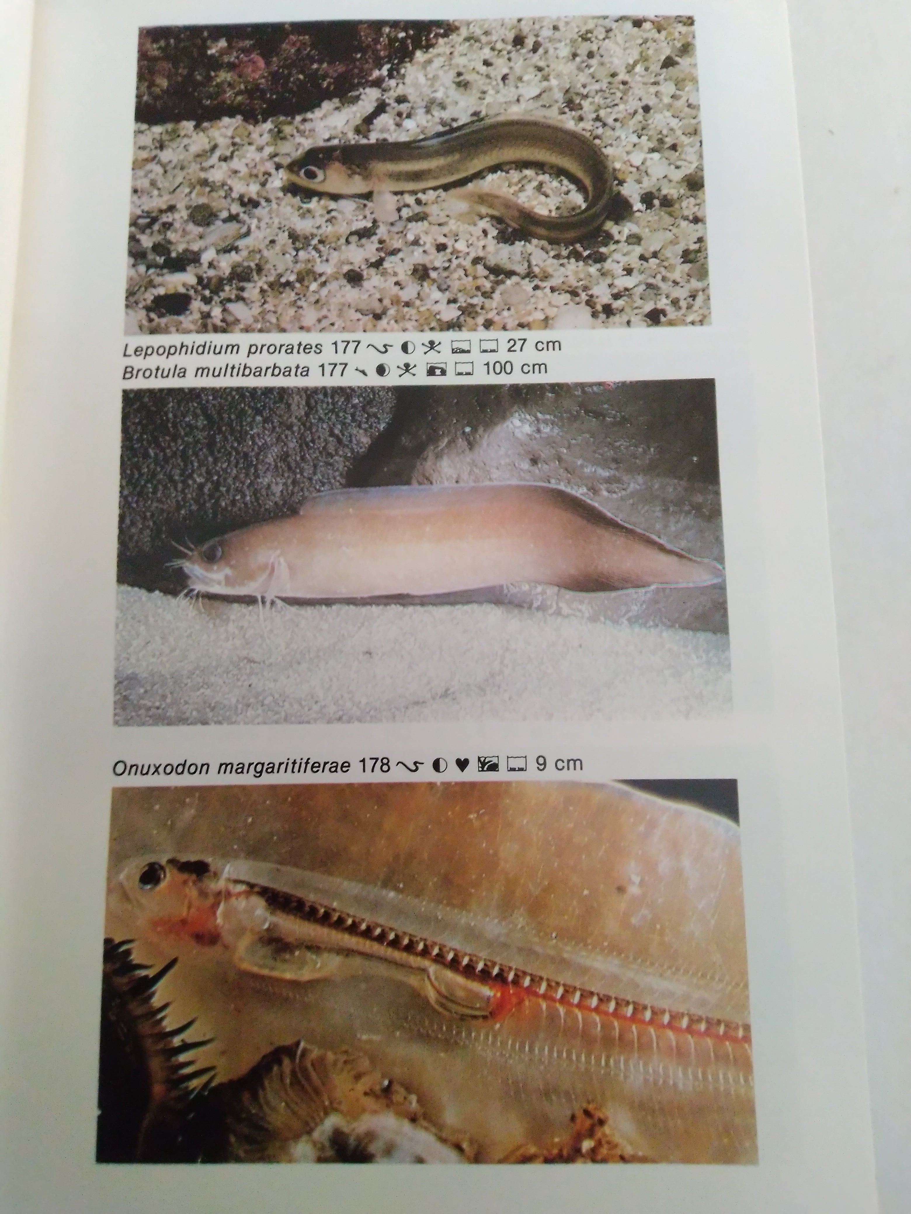 Dr. Burgess's Atlas of Marine Aquarium Fishes Second Edition by Dr. Warren E. Burgess