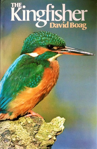 The Kingfisher by David Boag