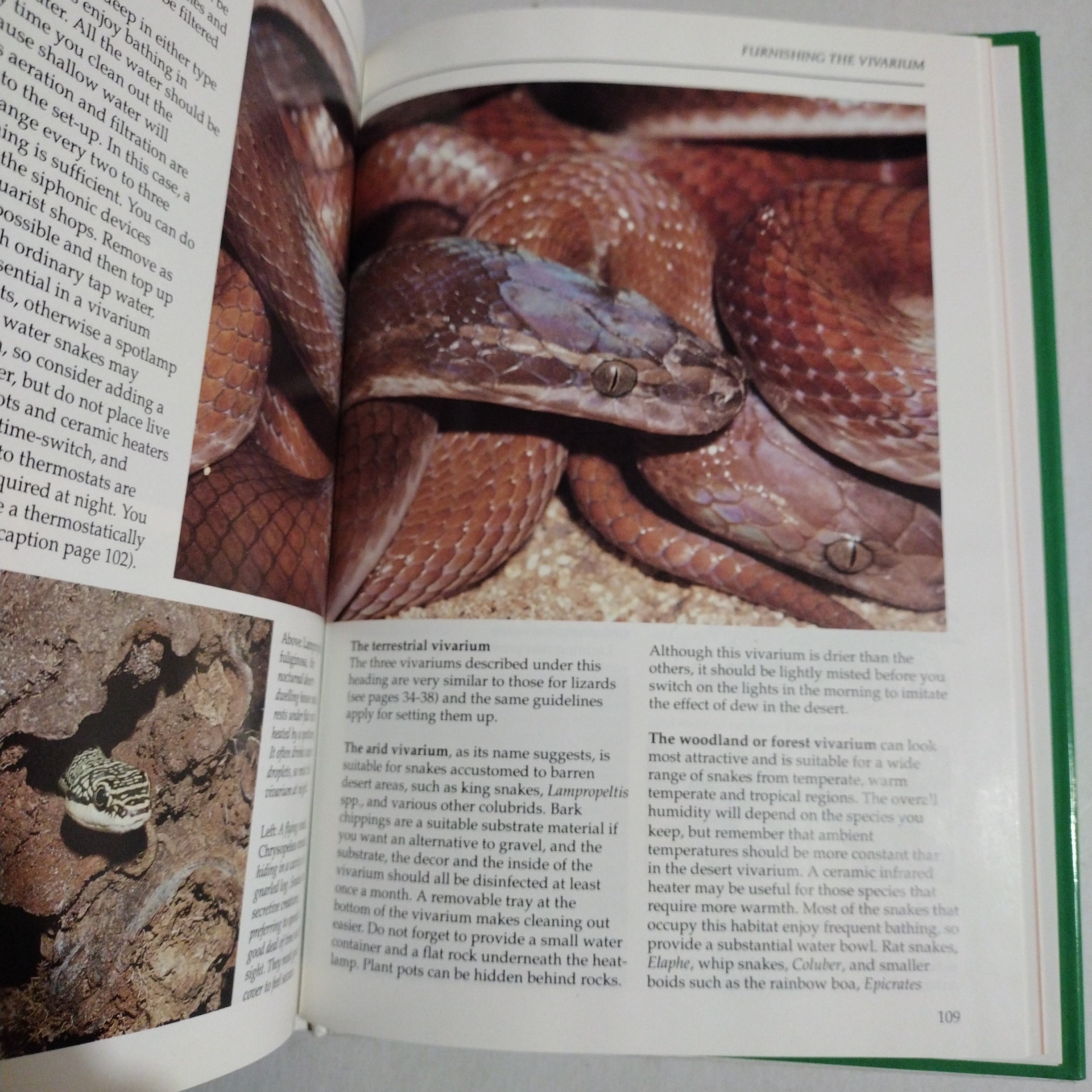 The interpet manual of lizards and snakes