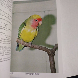 Colour Expectations Of The Peachfaced Lovebirds Made Easy

 by P C Davies and P J Davies