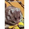 Teddy Bear Hamsters by Mervin F. Roberts