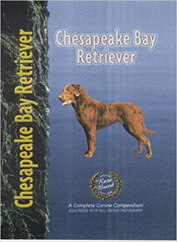 Chesapeake Bay Retriever by Nona Kilgore Bauer