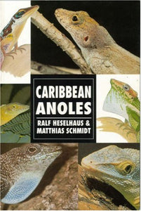 Caribbean Anoles by Ralf Heselhaus