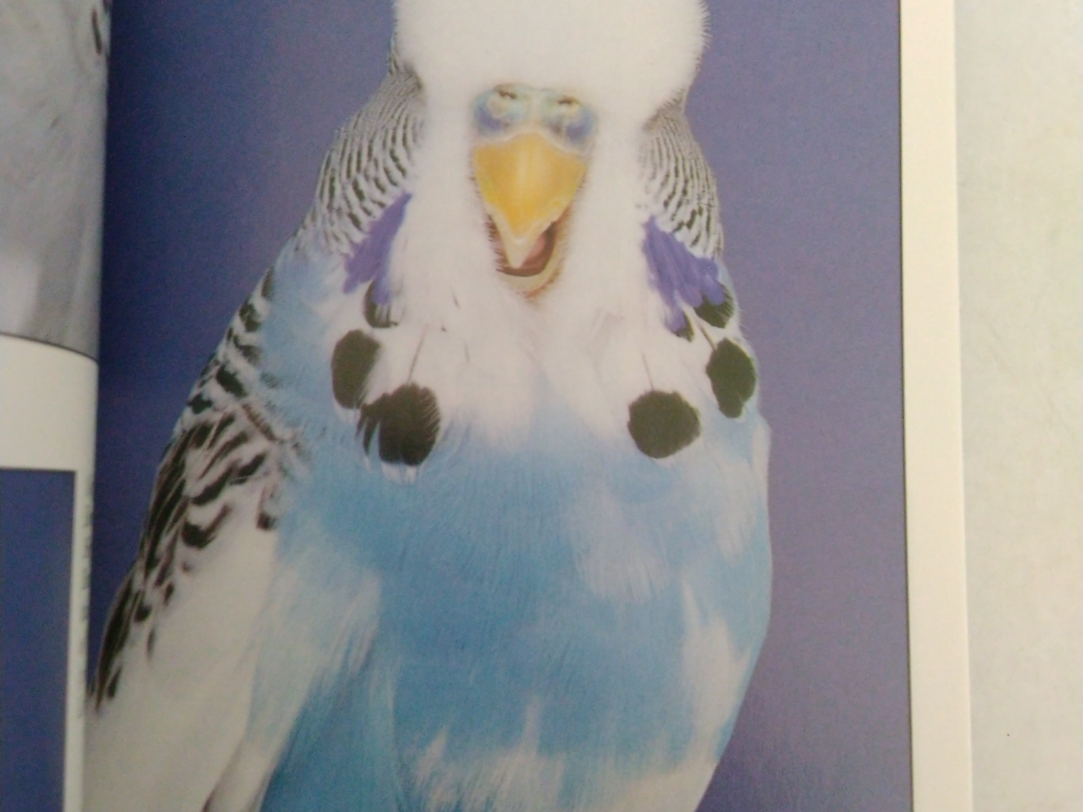 All About Pied Budgerigars by Fred Wright and Roy Stringer (New)
