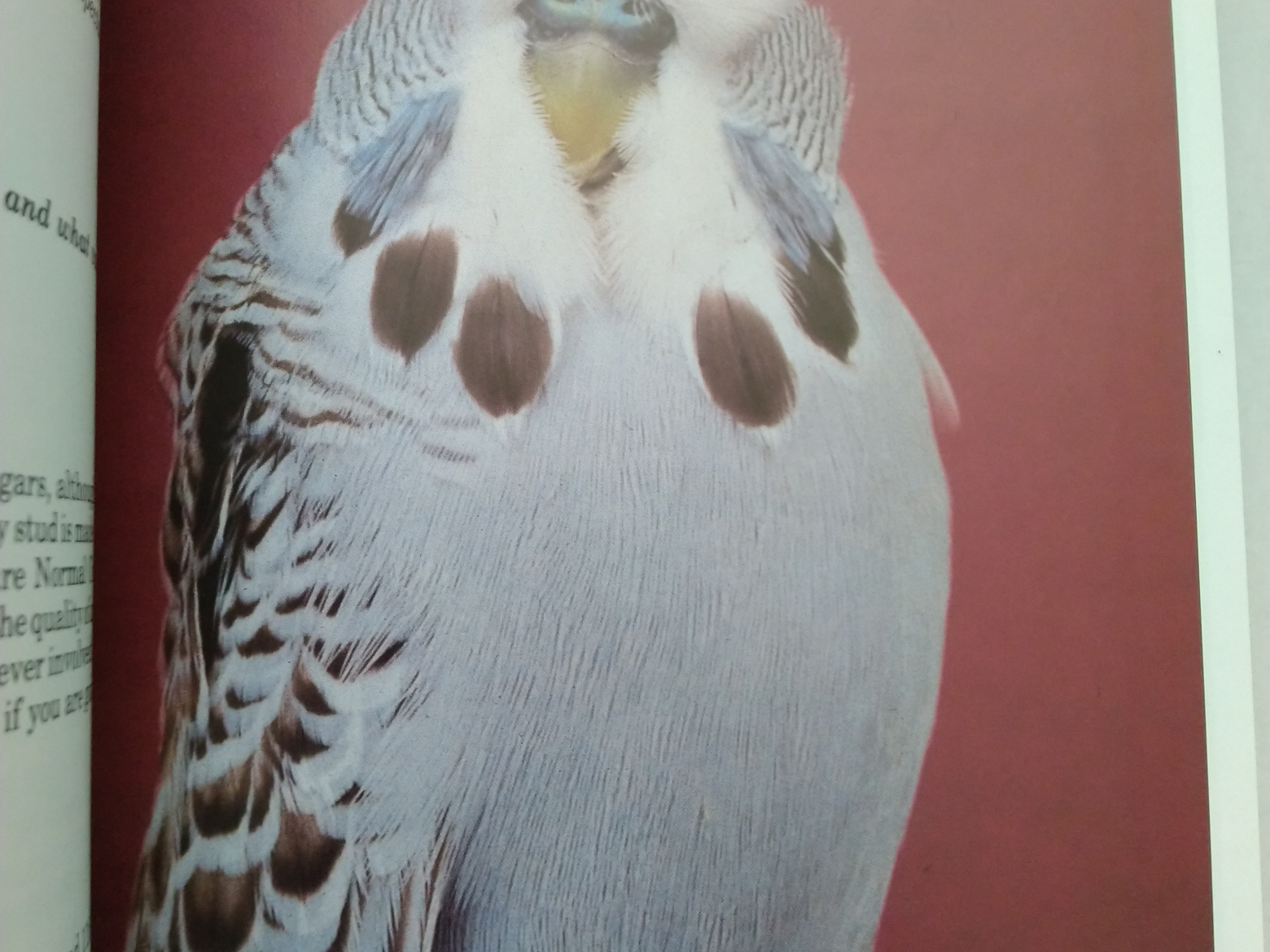 All About Cinnamon Budgerigars by Fred Wright and Roy Stringer (New)