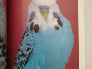 All About Opaline & Opaline Cinnamon Budgerigars by Fred Wright and Roy Stringer (New)
