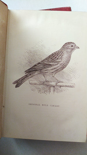 The Canary Book by R. Wallace Third edition 1893 in two sections