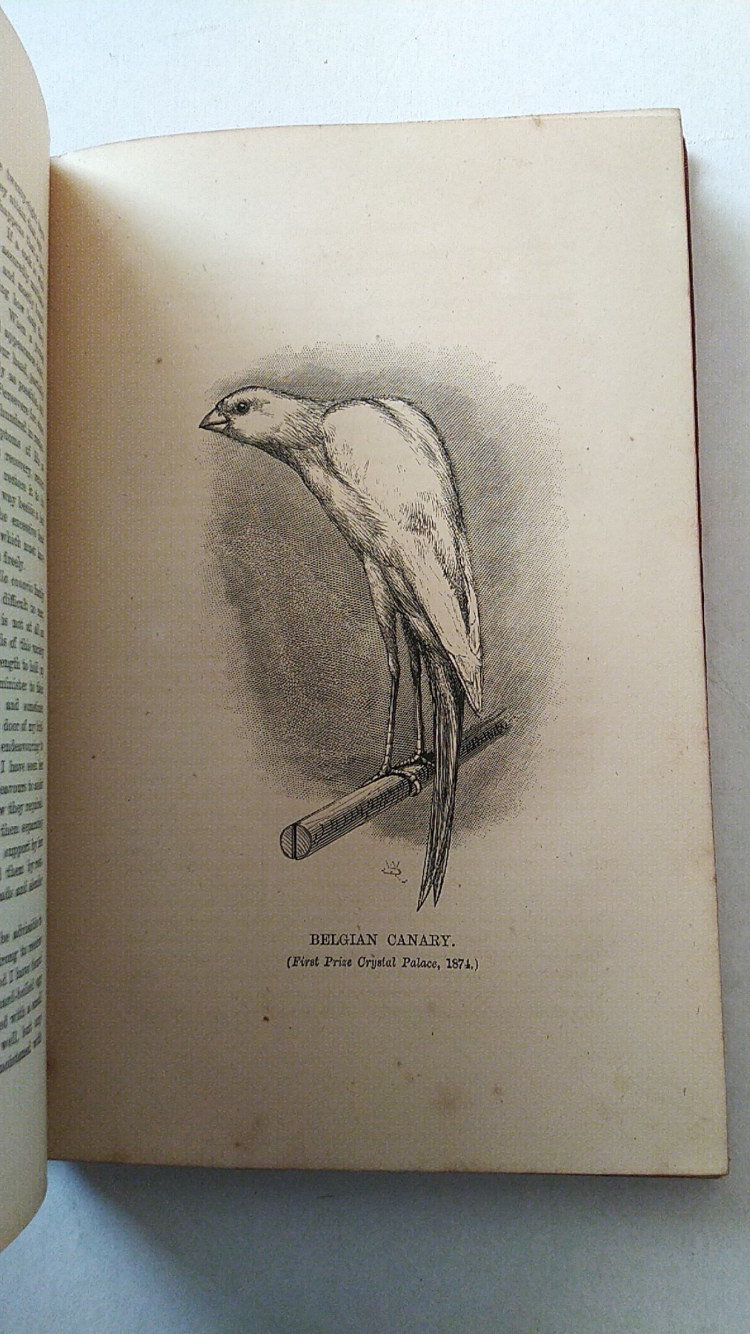 The Canary Book by R. Wallace First Edition 1875