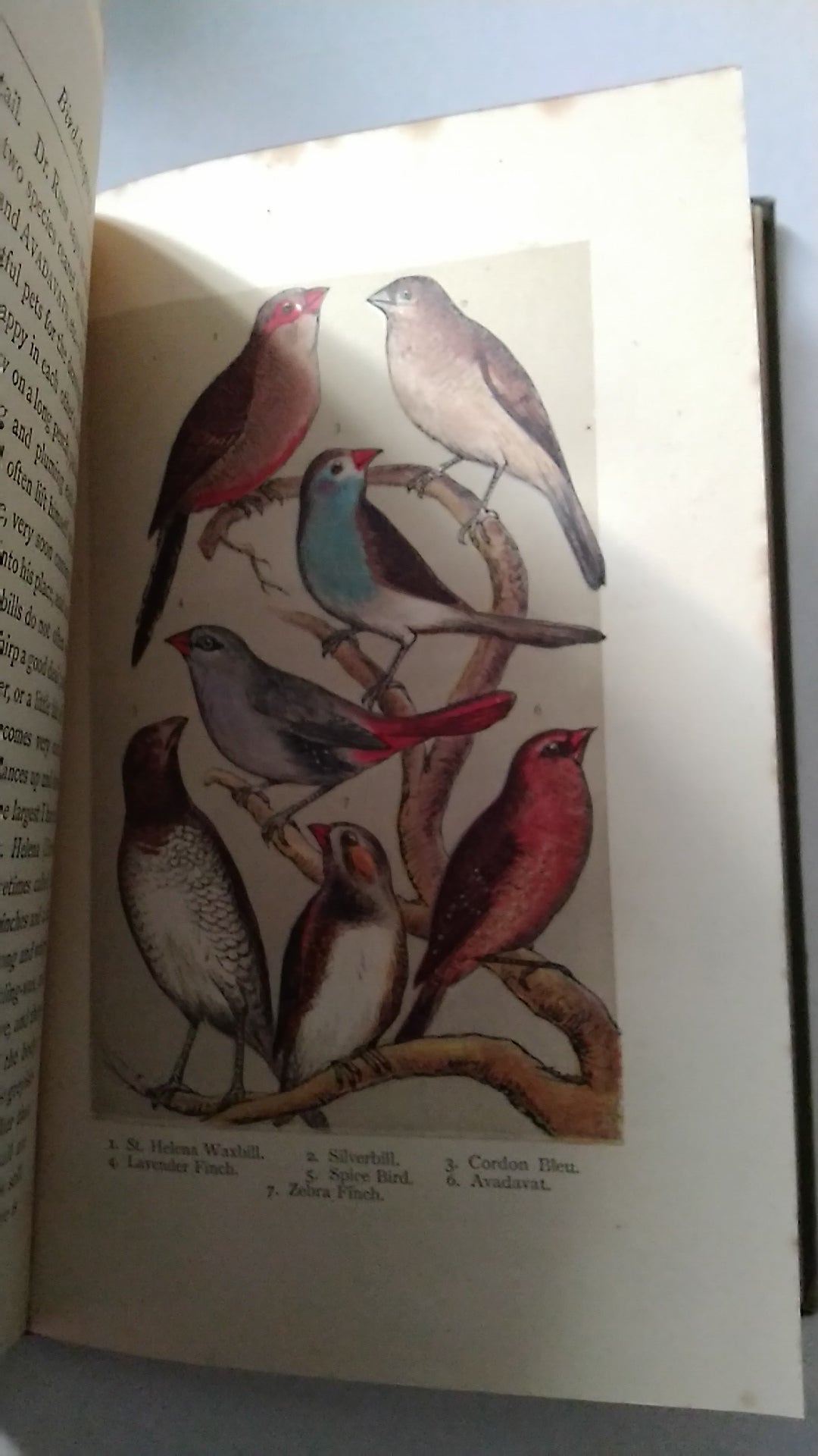 Bird Keeping  a Practical Guide by C E Dyson 1889