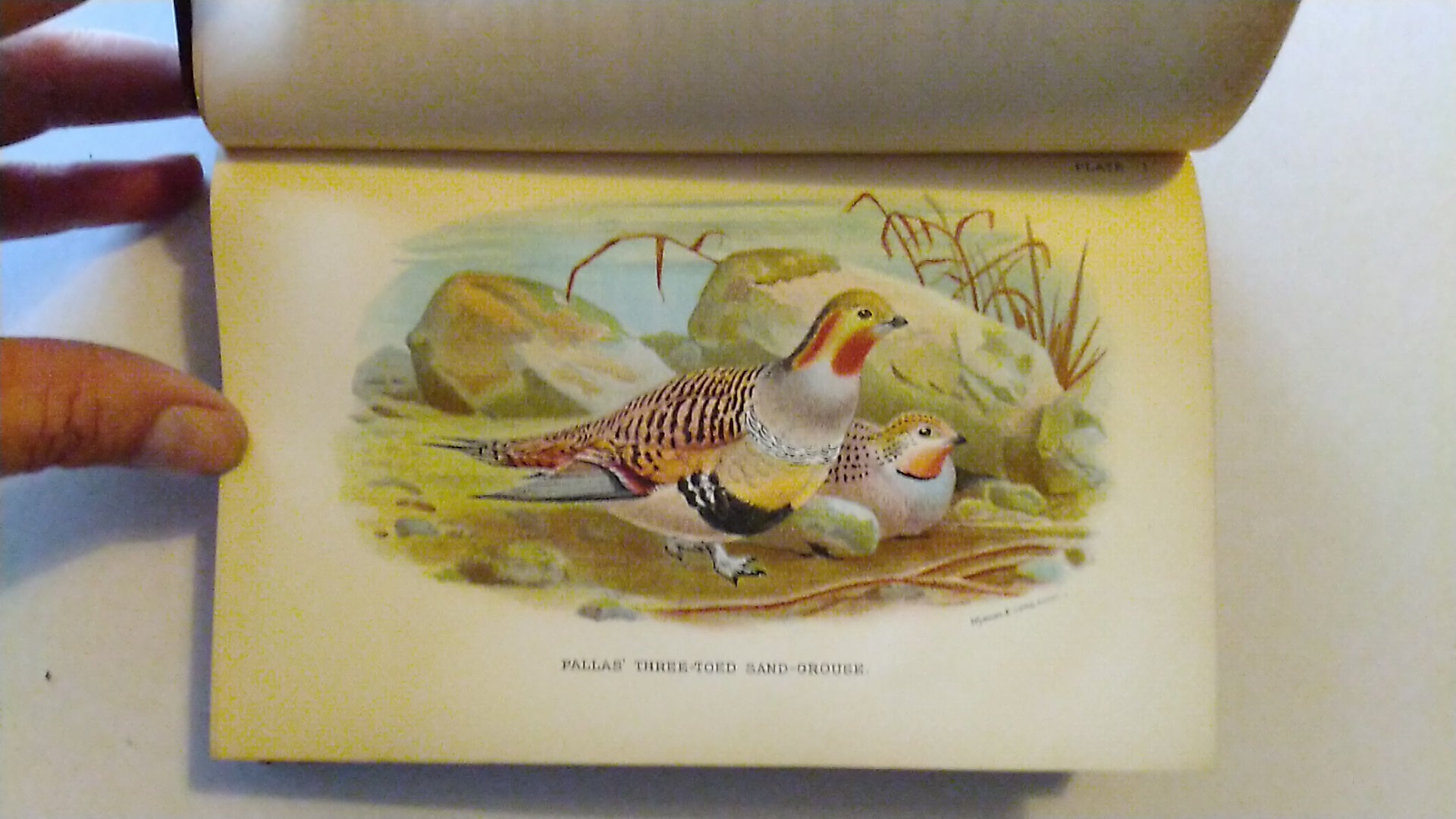 Lloyd's Natural History. A Handbook to the Game-Birds. Vols I & II  W R Oglivie-Grant