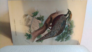 Lloyd's Natural History. A Handbook to the Game-Birds. Vols I & II  W R Oglivie-Grant