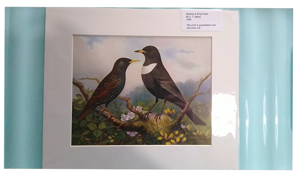 Feathered world starling and ring ouzel lithograph 20th century