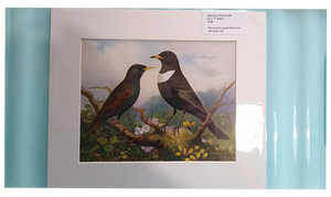 Feathered world starling and ring ouzel lithograph 20th century