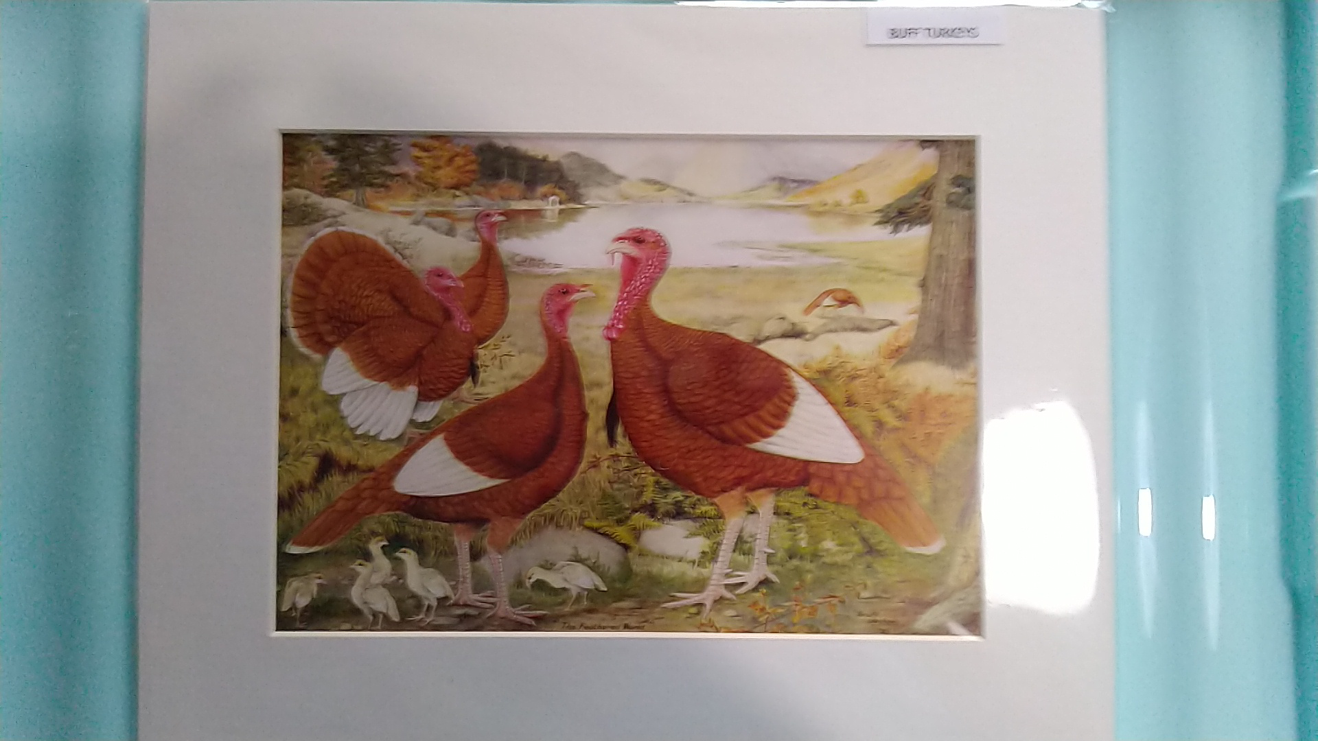 Feathered world turkeys lithograph