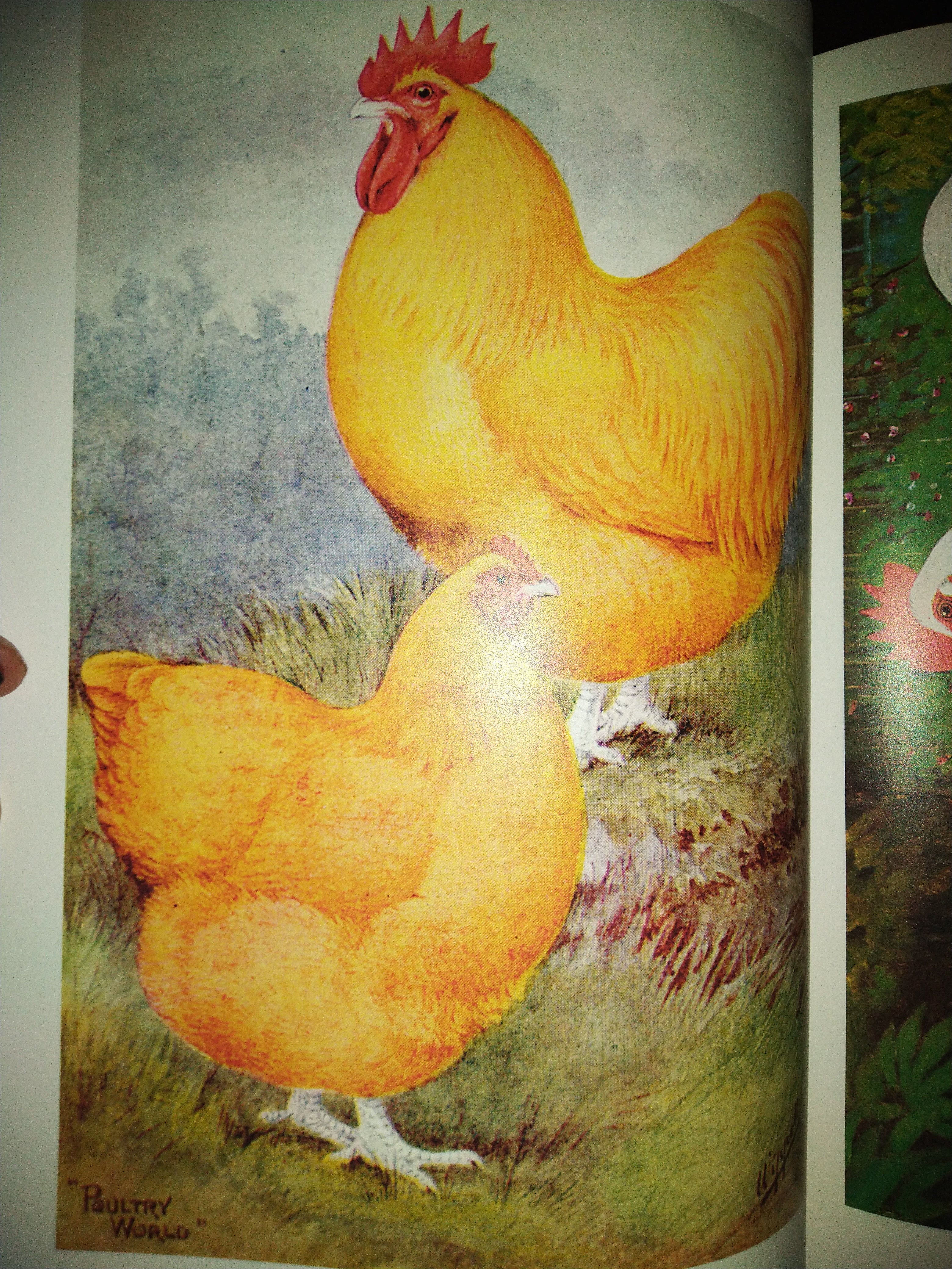 The Orpington Fowl International Poultry Library by Will Burdett, Joseph Batty