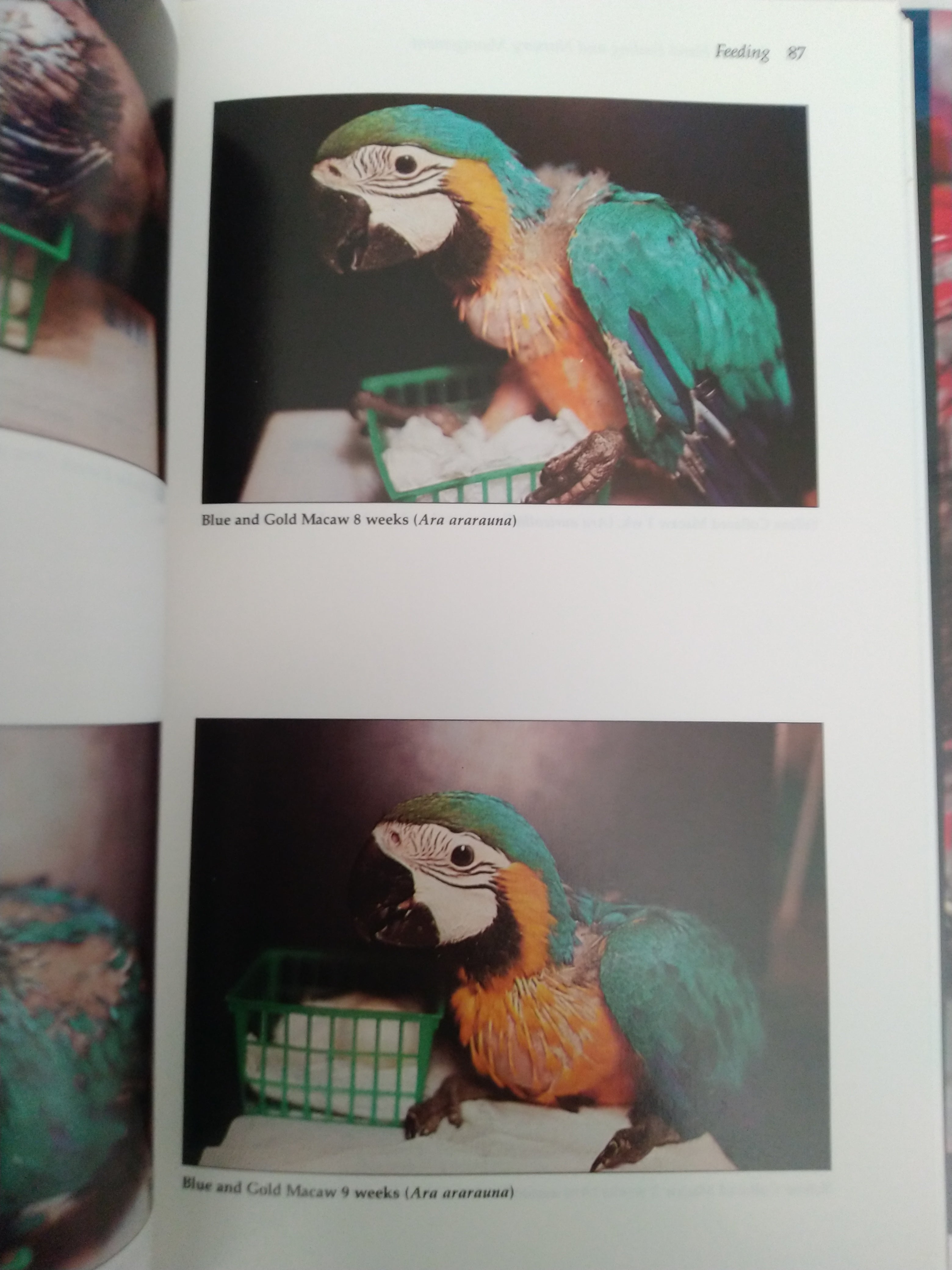 Parrots: Handfeeding and Nursery Management by Rick Jordan