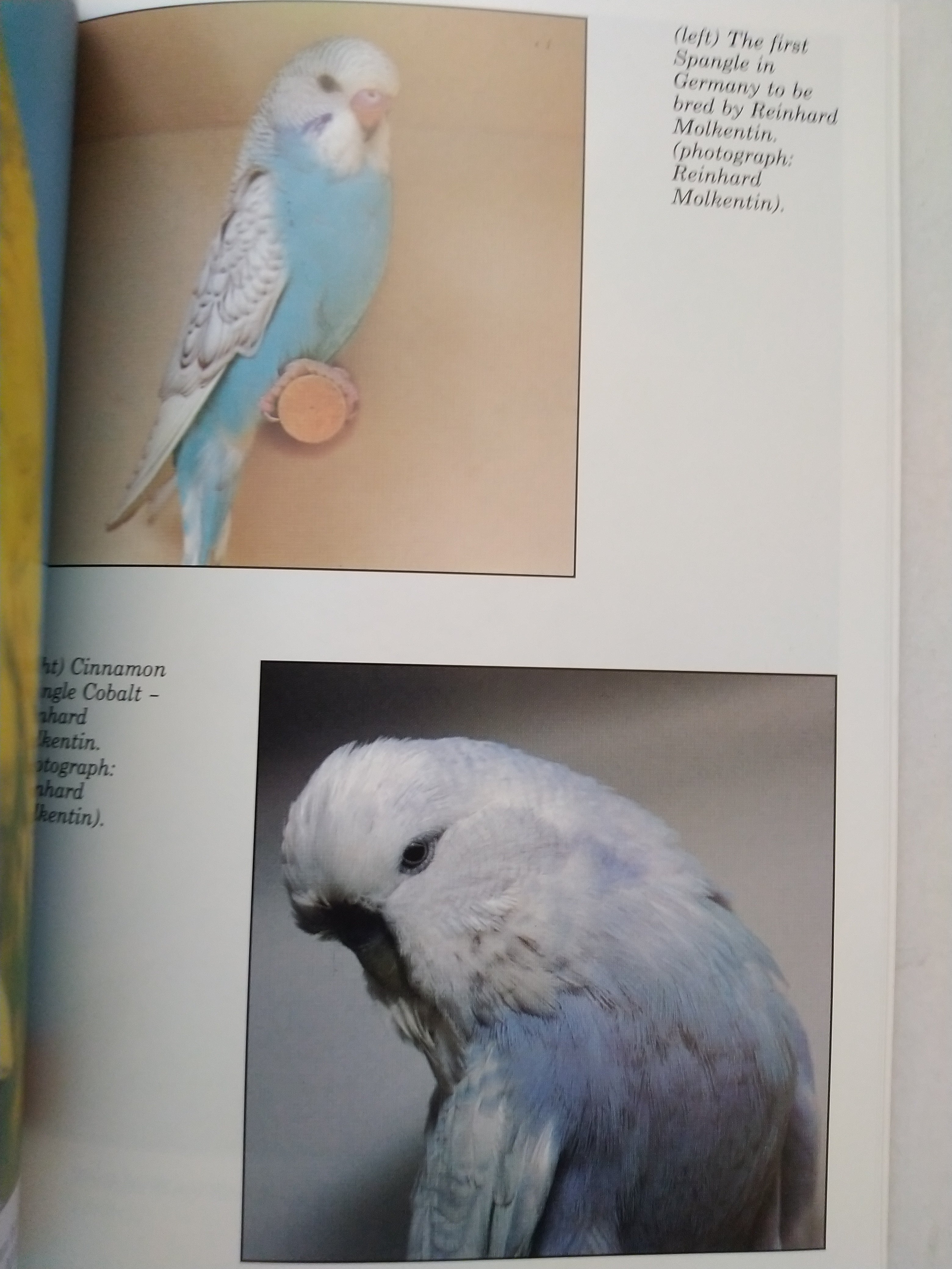 All About Spangle Budgerigars by Fred Wright and Roy Stringer (New)