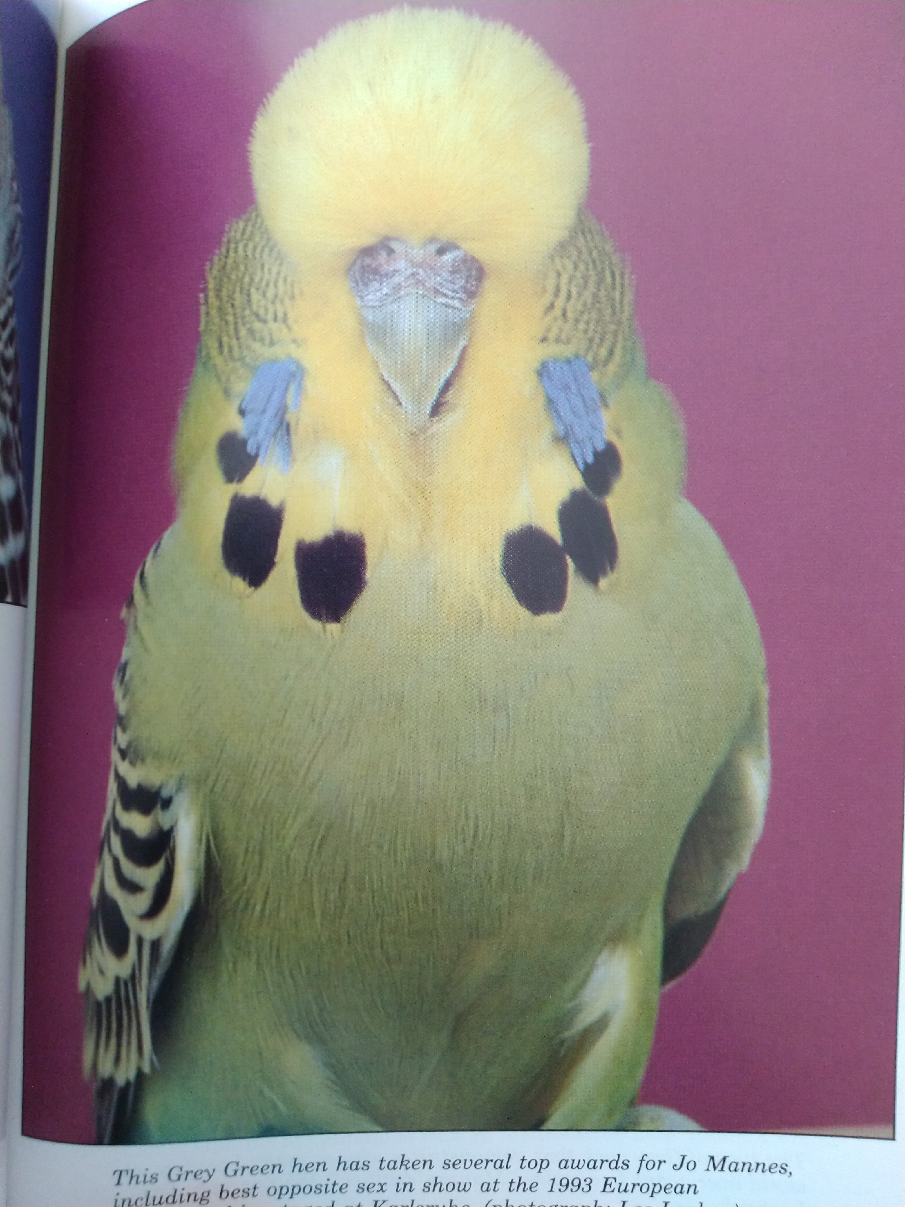 All About Grey & Grey Green Budgerigars by Fred Wright and Roy Stringer (New)
