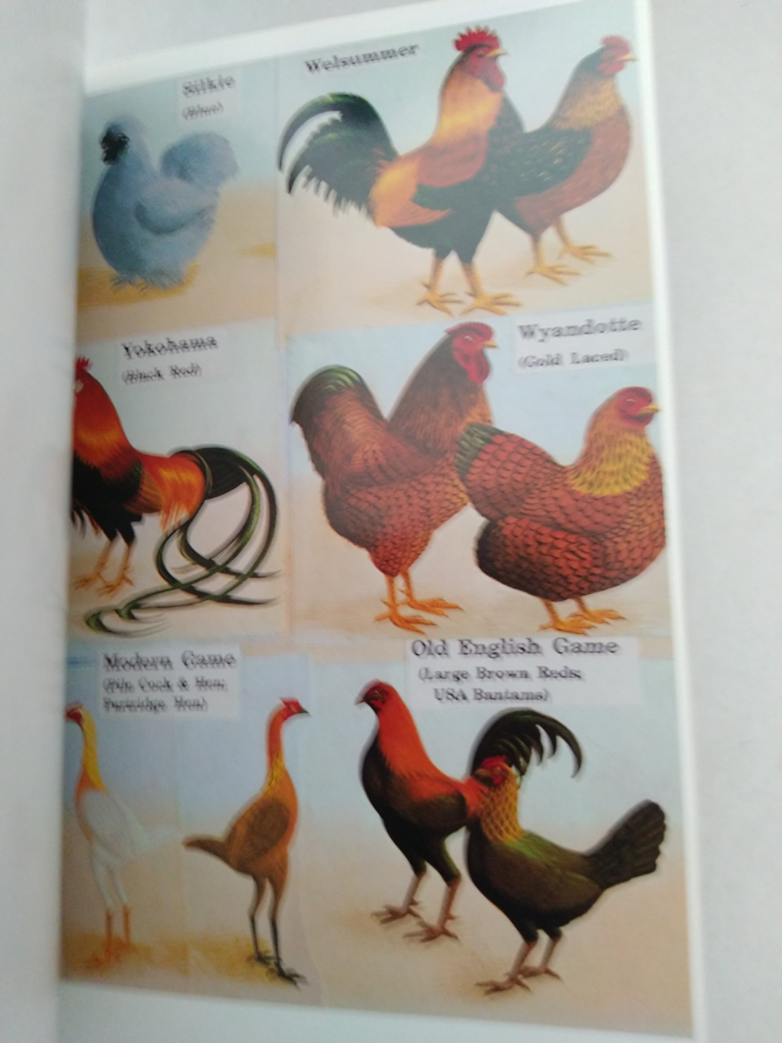 A Concise Poultry Colour Guide (International Poultry Library) by Dr. Joseph Batty