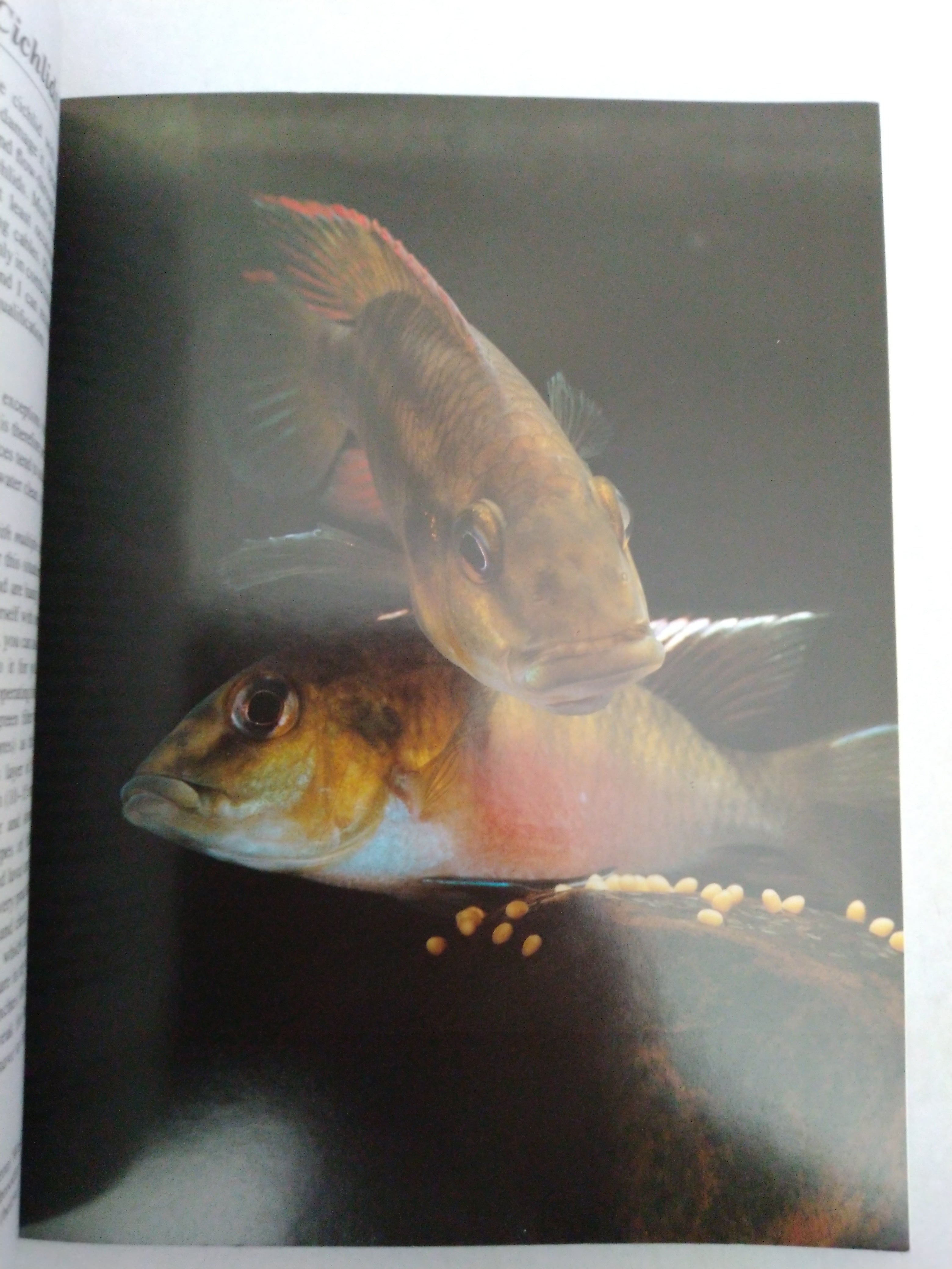 Cichlids: Purchase, Care, Feeding, Diseases, Behavior, and Breeding by Georg Zurlo, Matthew M. Vriends