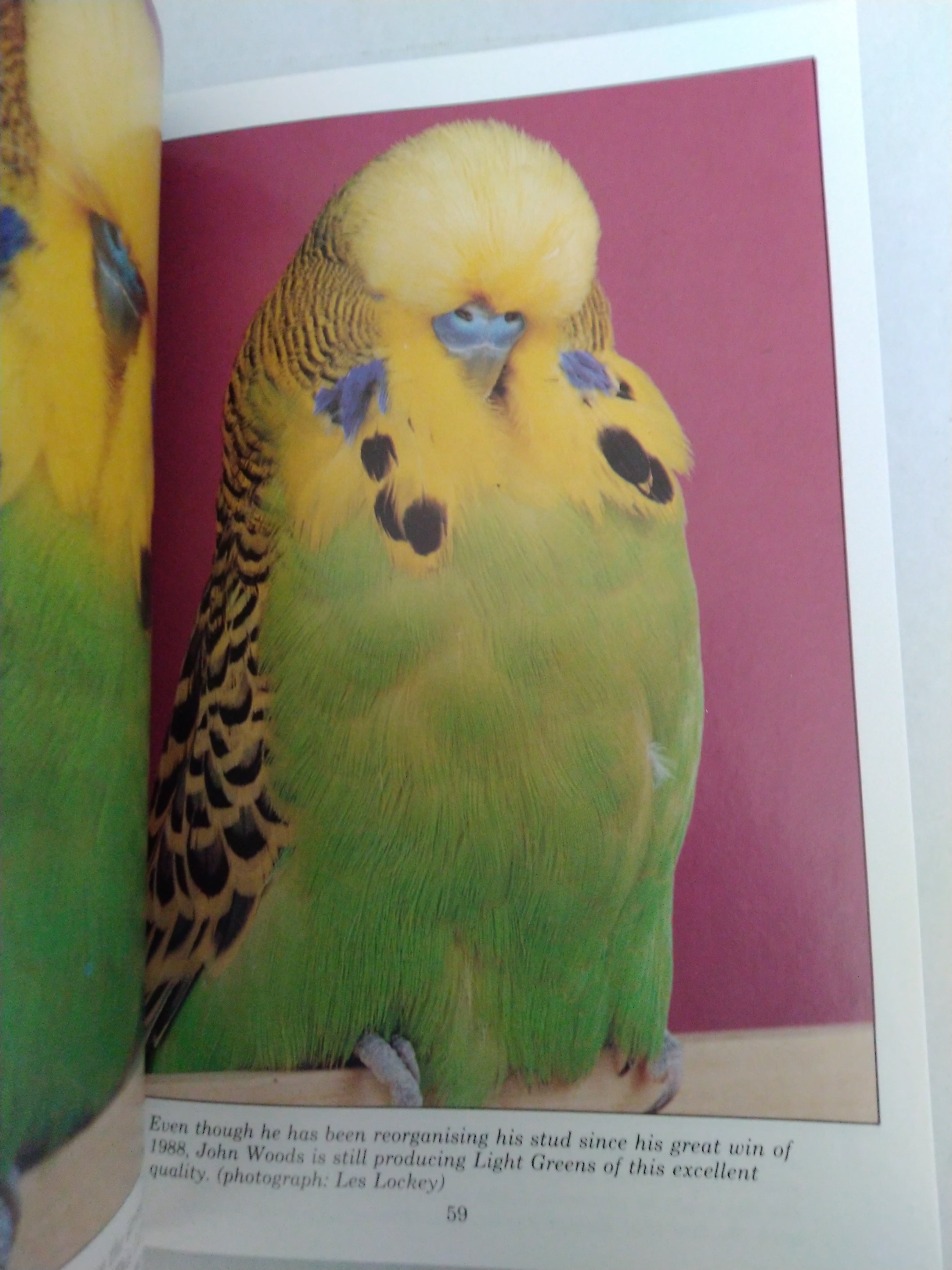 All About Green Budgerigars by Fred Wright and Roy Stringer (New)