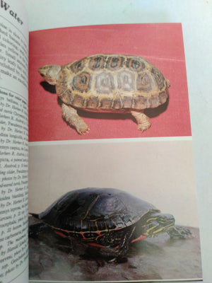 Turtles-Poster Book by John M. Mehrtens