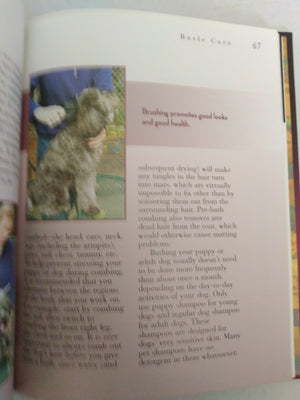 Schnoodle (Designer Dog) by Carol Bobrowsky, Jim Gladden , Mary Bloom