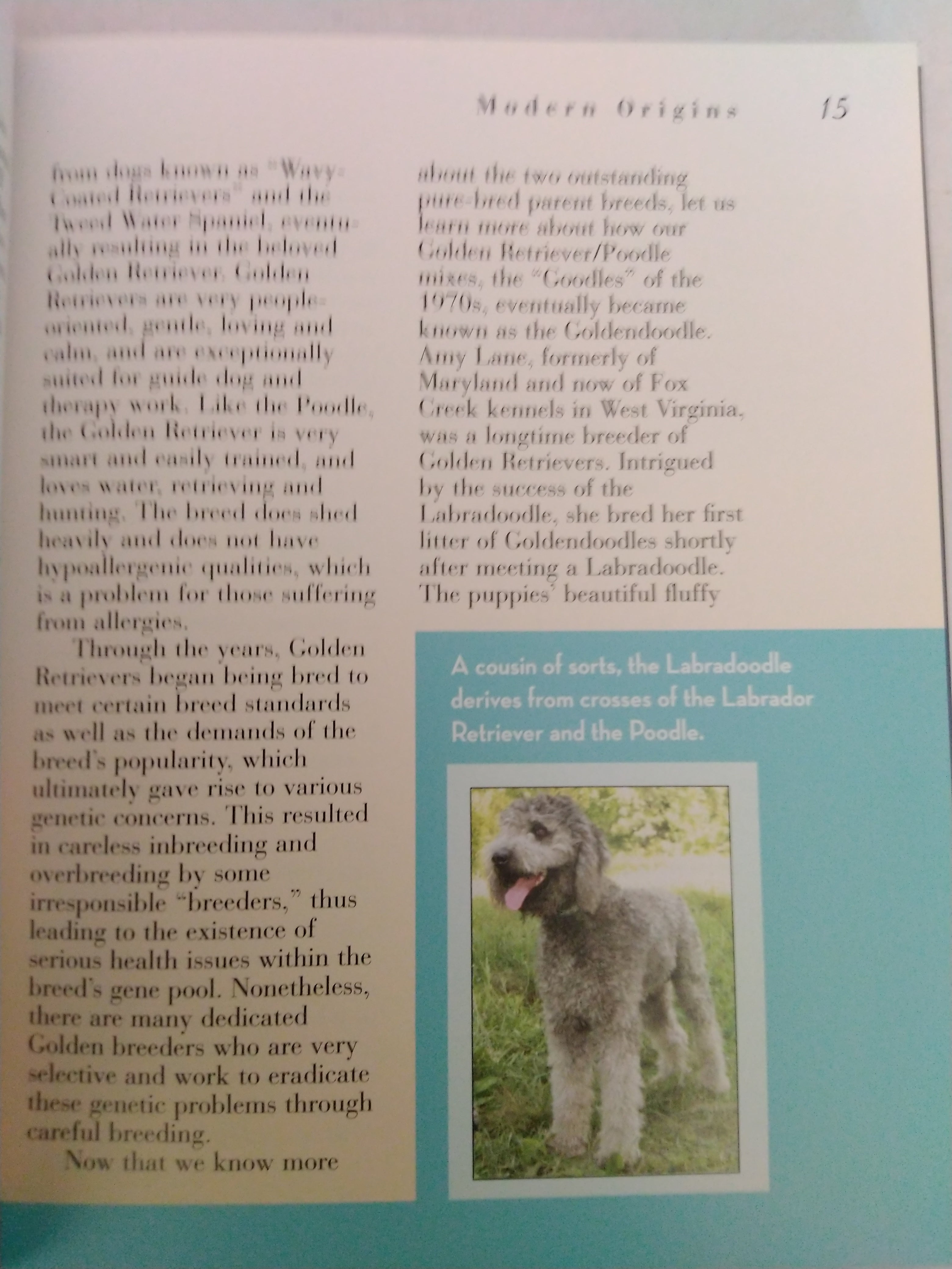 Goldendoodle by Kathryn Lee, Mary Bloom