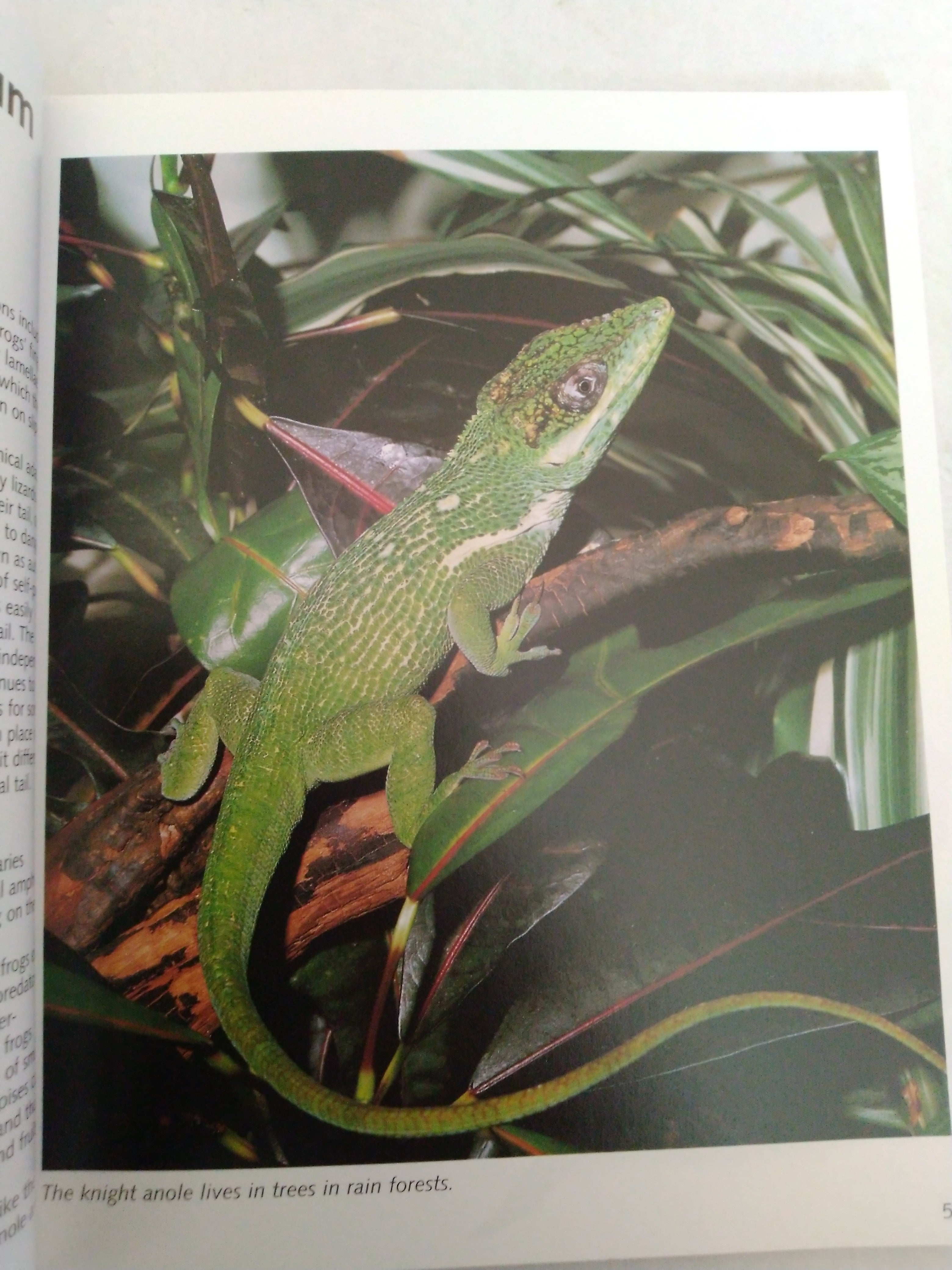 The Terrarium: A Complete Pet Owner's Manual by Harald Jes