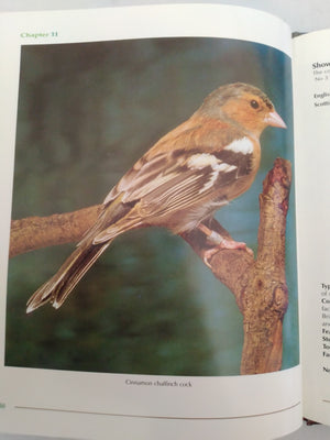 Bullfinches, Chaffinches and Bramblings: Popular British Birds in Aviculture by Peter Lander, Bob Partridge