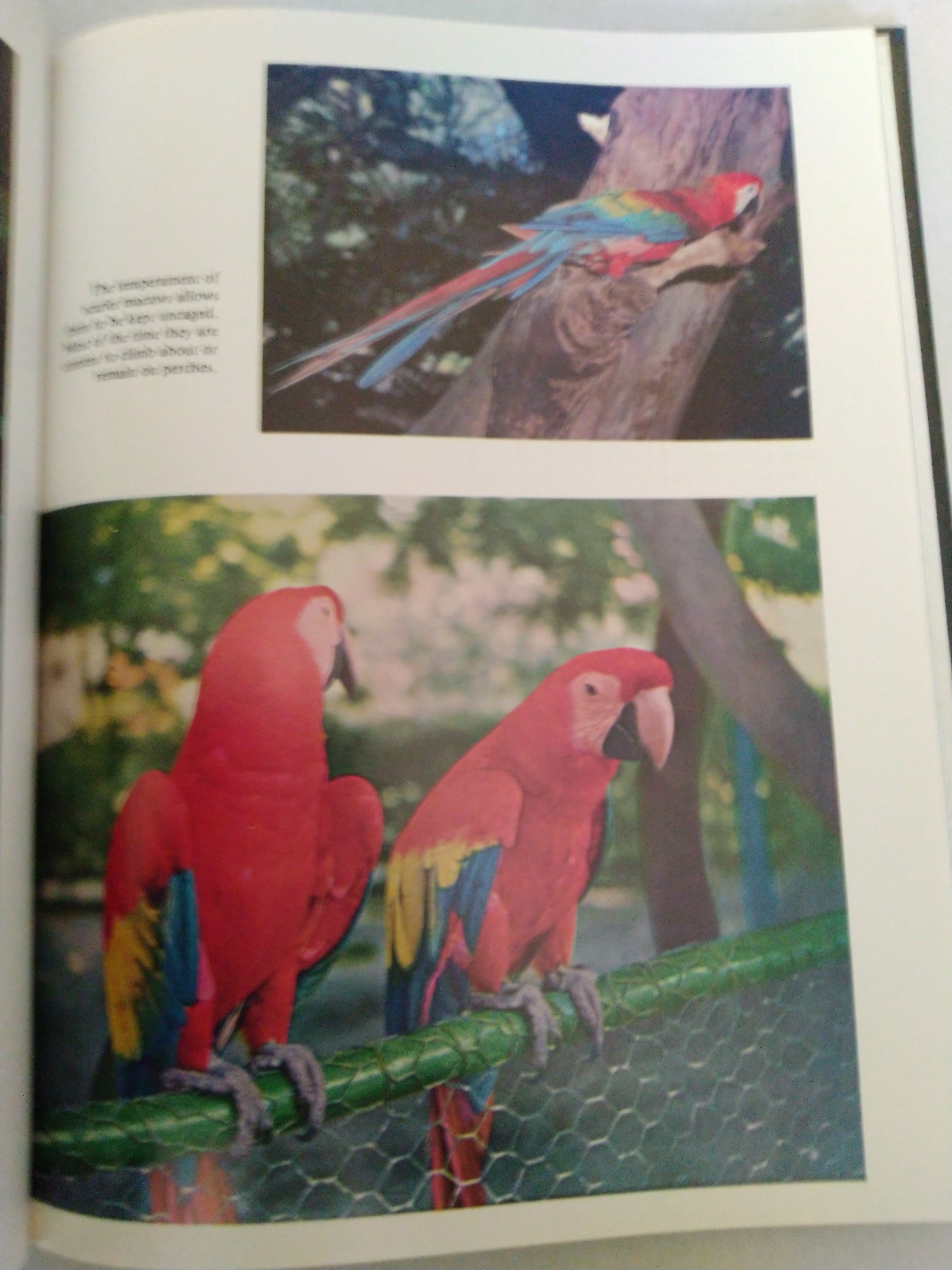 Handbook Of Macaws Dr, A.E. Decoteau