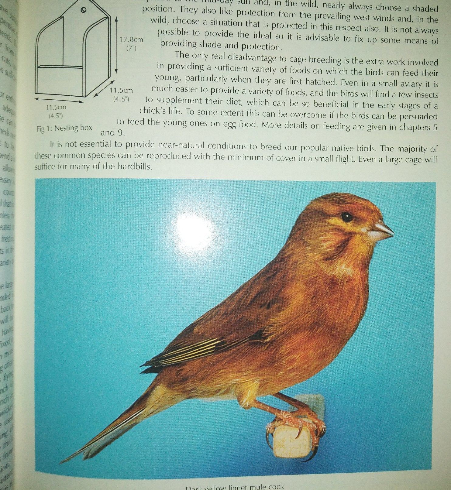Redpolls, Twites and Linnets: Popular British Birds in Aviculture by Peter Lander, Bob Partridge