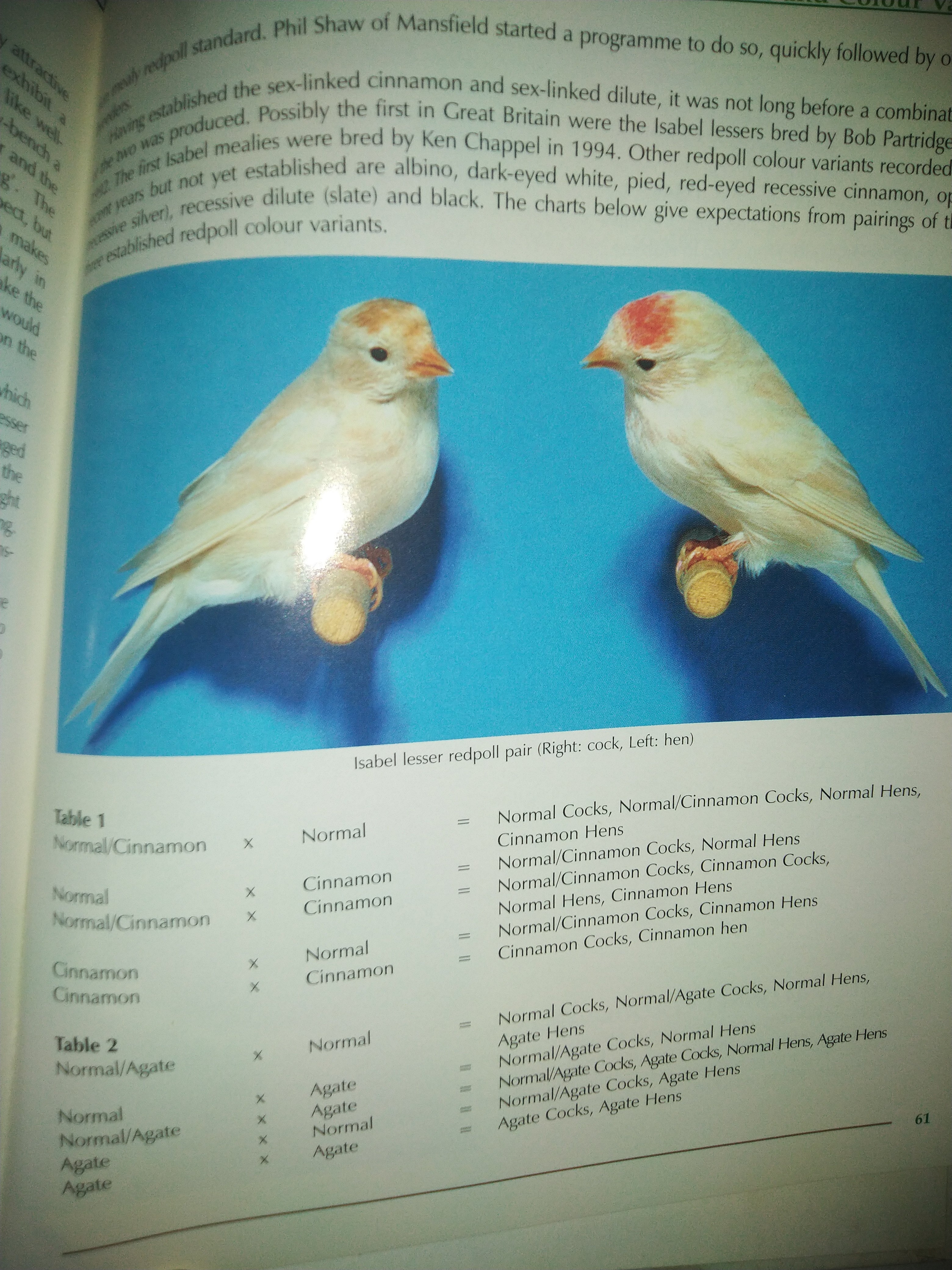 Redpolls, Twites and Linnets: Popular British Birds in Aviculture by Peter Lander, Bob Partridge