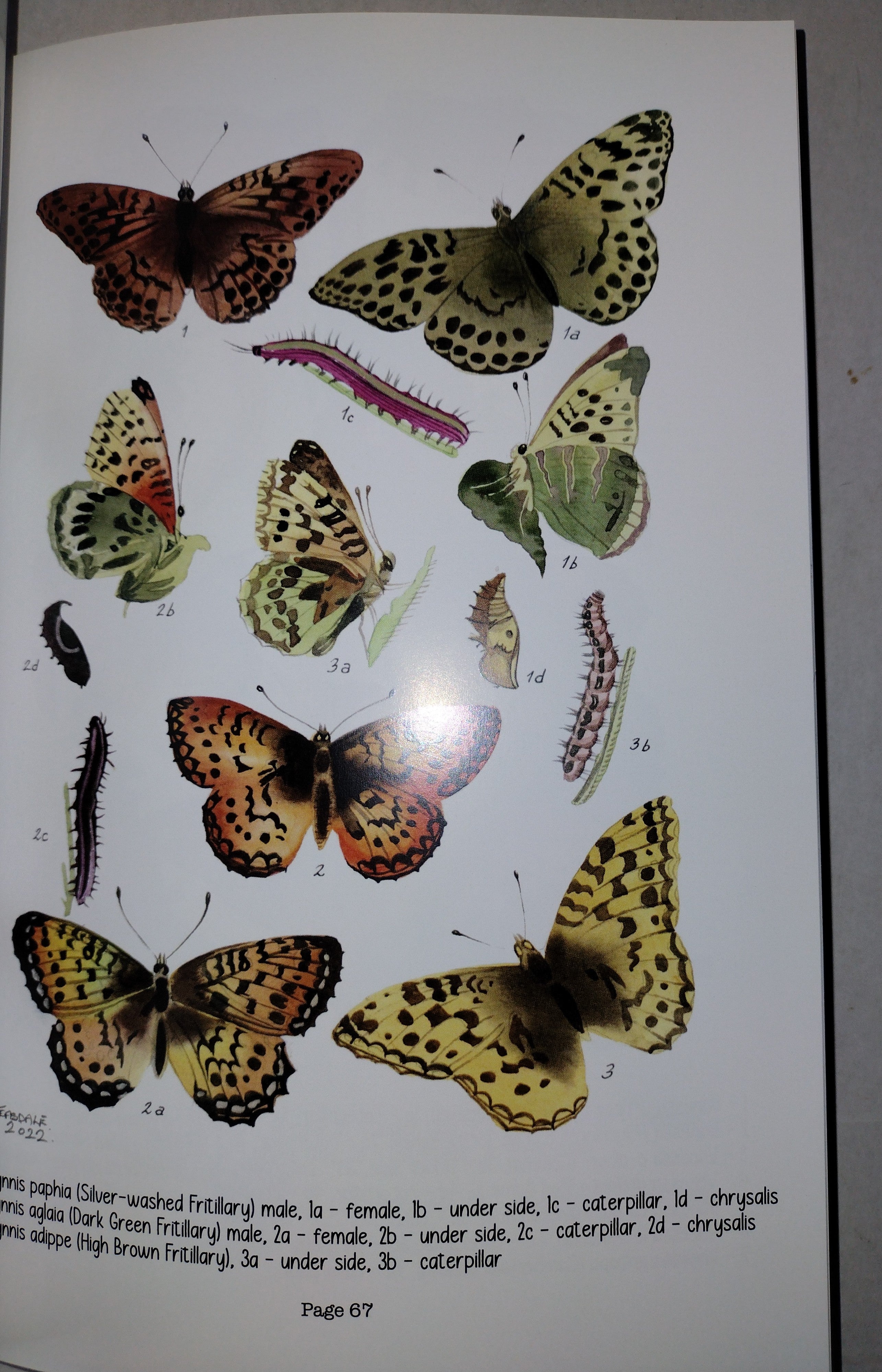 Butterfly and Moth Collecting by G E J Teasdale